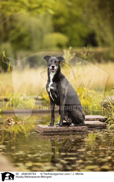 Husky-Weimaraner-Mischling / Husky-Weimaraner-Mongrel / JAM-06793