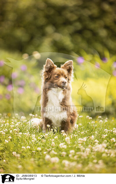 Spitz-Mischling / Spitz-Mongrel / JAM-06913