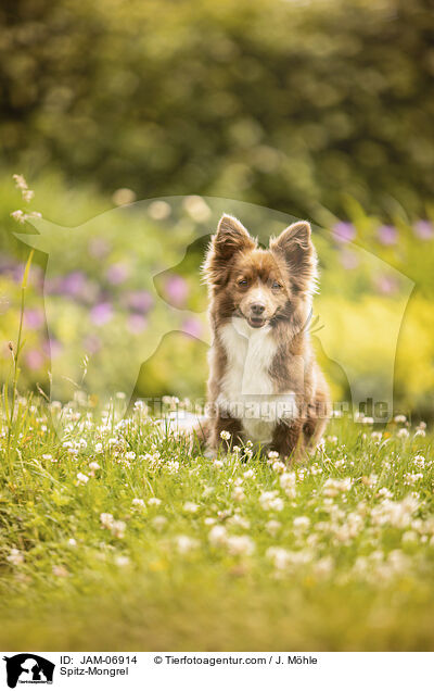 Spitz-Mischling / Spitz-Mongrel / JAM-06914