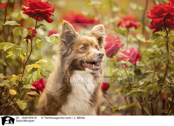 Spitz-Mischling / Spitz-Mongrel / JAM-06916
