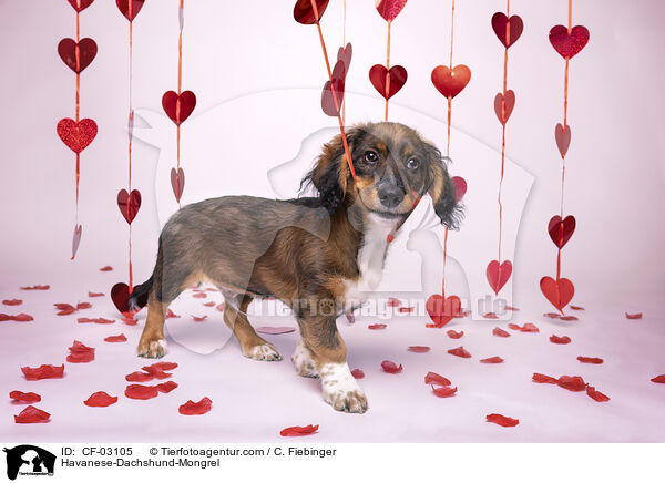 Havaneser-Dackel-Mix / Havanese-Dachshund-Mongrel / CF-03105