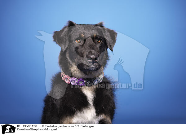 Kroatischer-Schferhund-Mischling / Croatian-Shepherd-Mongrel / CF-03130