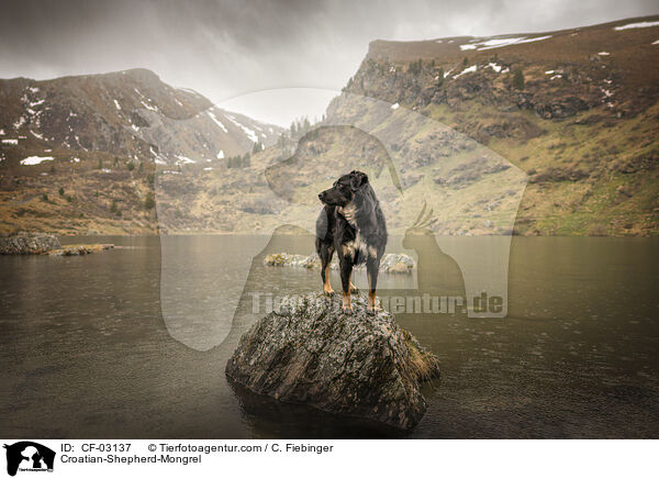 Kroatischer-Schferhund-Mischling / Croatian-Shepherd-Mongrel / CF-03137