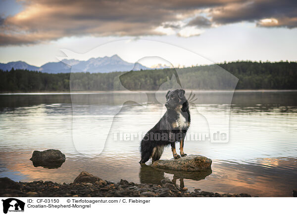Kroatischer-Schferhund-Mischling / Croatian-Shepherd-Mongrel / CF-03150