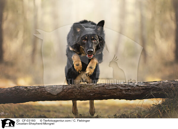 Kroatischer-Schferhund-Mischling / Croatian-Shepherd-Mongrel / CF-03160