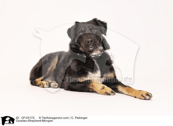 Kroatischer-Schferhund-Mischling / Croatian-Shepherd-Mongrel / CF-03172