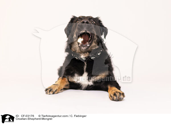 Kroatischer-Schferhund-Mischling / Croatian-Shepherd-Mongrel / CF-03176