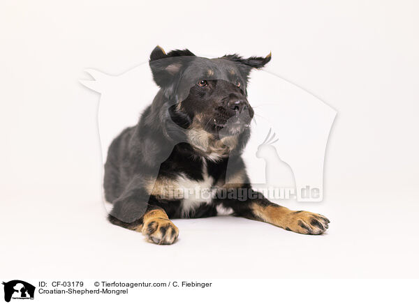 Kroatischer-Schferhund-Mischling / Croatian-Shepherd-Mongrel / CF-03179