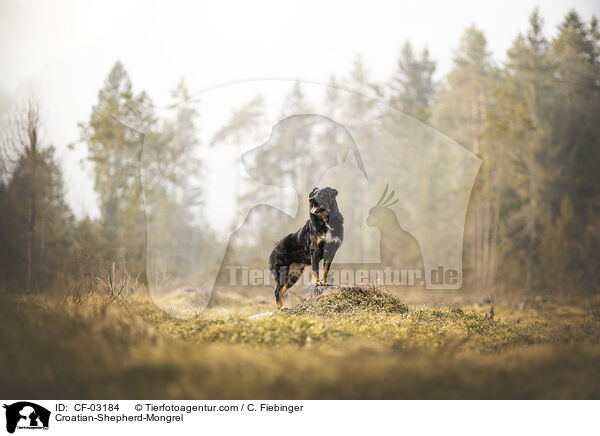 Kroatischer-Schferhund-Mischling / Croatian-Shepherd-Mongrel / CF-03184