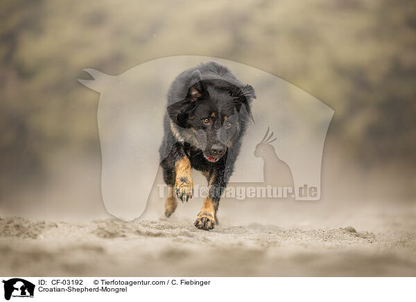 Kroatischer-Schferhund-Mischling / Croatian-Shepherd-Mongrel / CF-03192