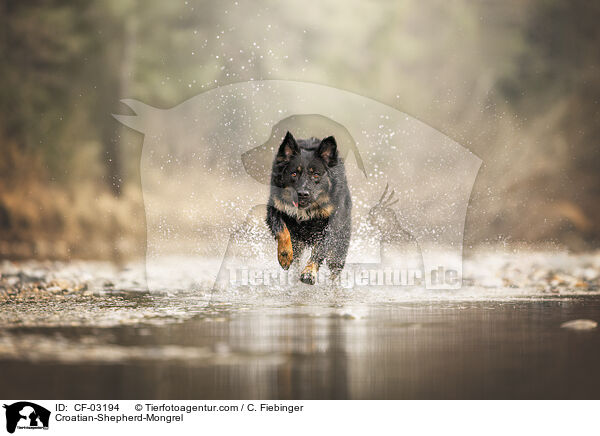 Kroatischer-Schferhund-Mischling / Croatian-Shepherd-Mongrel / CF-03194