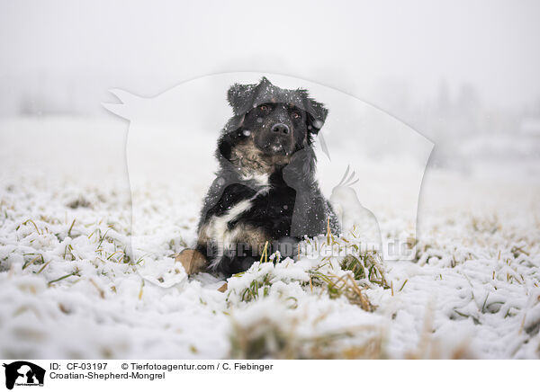 Kroatischer-Schferhund-Mischling / Croatian-Shepherd-Mongrel / CF-03197