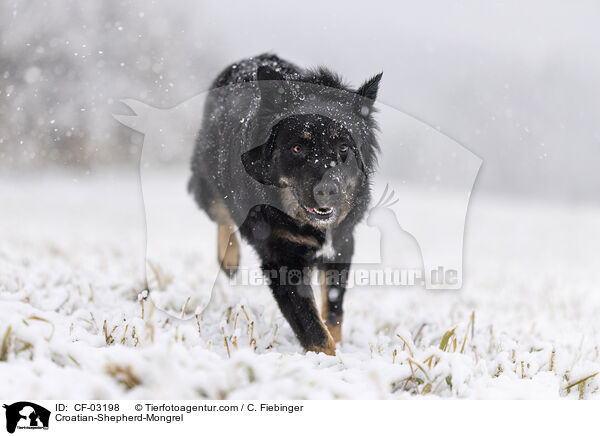 Kroatischer-Schferhund-Mischling / Croatian-Shepherd-Mongrel / CF-03198
