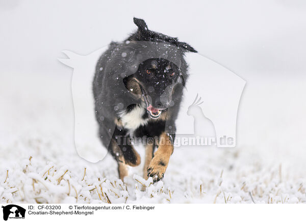 Kroatischer-Schferhund-Mischling / Croatian-Shepherd-Mongrel / CF-03200