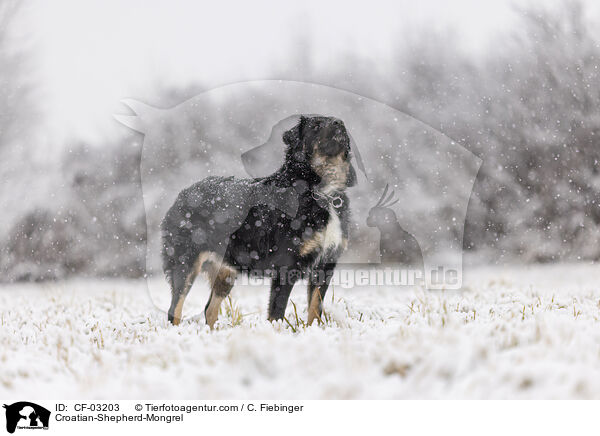 Kroatischer-Schferhund-Mischling / Croatian-Shepherd-Mongrel / CF-03203