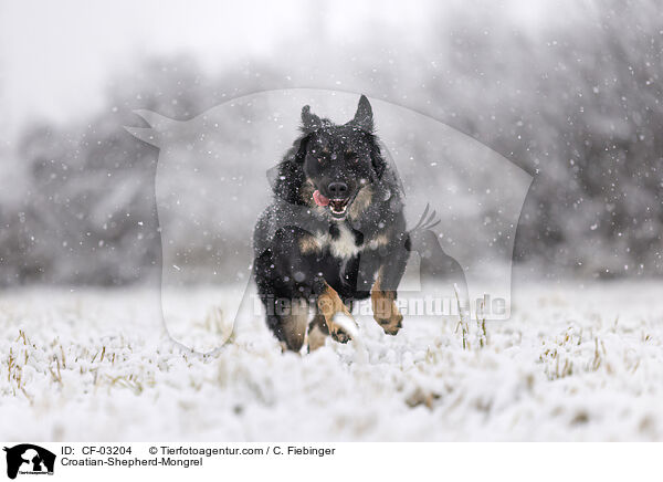 Kroatischer-Schferhund-Mischling / Croatian-Shepherd-Mongrel / CF-03204