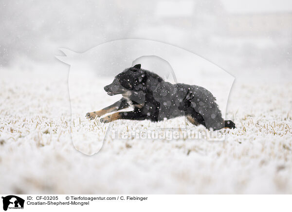 Kroatischer-Schferhund-Mischling / Croatian-Shepherd-Mongrel / CF-03205