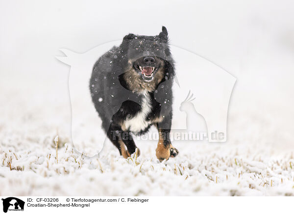 Kroatischer-Schferhund-Mischling / Croatian-Shepherd-Mongrel / CF-03206