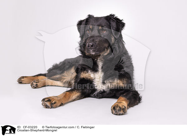 Kroatischer-Schferhund-Mischling / Croatian-Shepherd-Mongrel / CF-03220