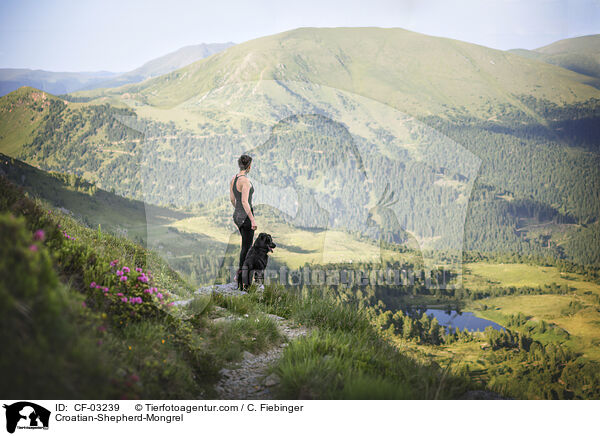 Kroatischer-Schferhund-Mischling / Croatian-Shepherd-Mongrel / CF-03239