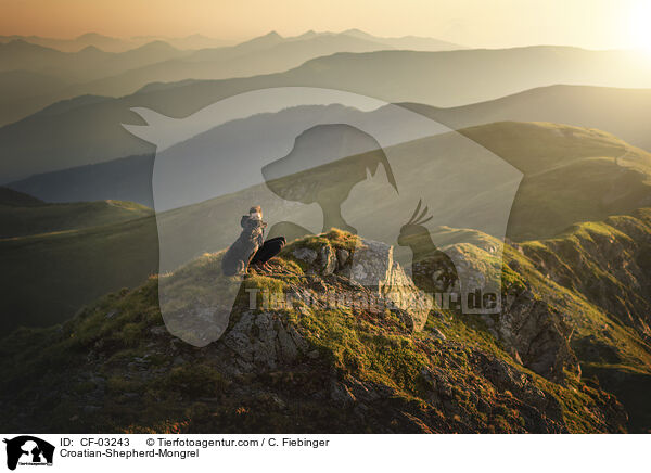 Kroatischer-Schferhund-Mischling / Croatian-Shepherd-Mongrel / CF-03243
