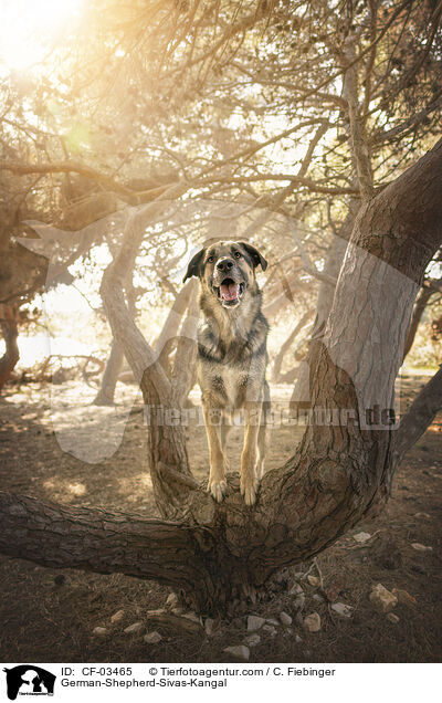 Deutscher-Schferhund-Sivas-Kangal / German-Shepherd-Sivas-Kangal / CF-03465