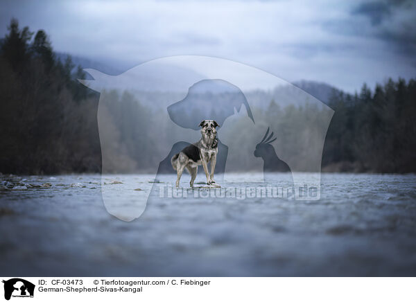 Deutscher-Schferhund-Sivas-Kangal / German-Shepherd-Sivas-Kangal / CF-03473