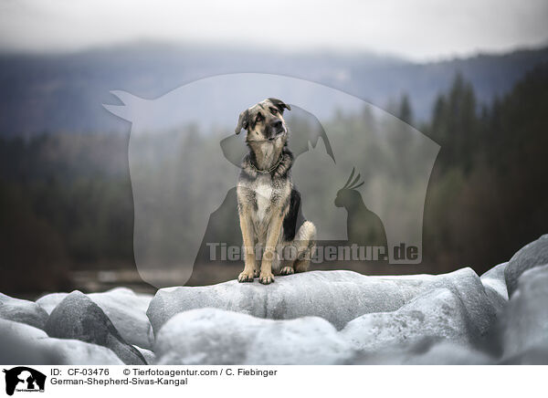 Deutscher-Schferhund-Sivas-Kangal / German-Shepherd-Sivas-Kangal / CF-03476