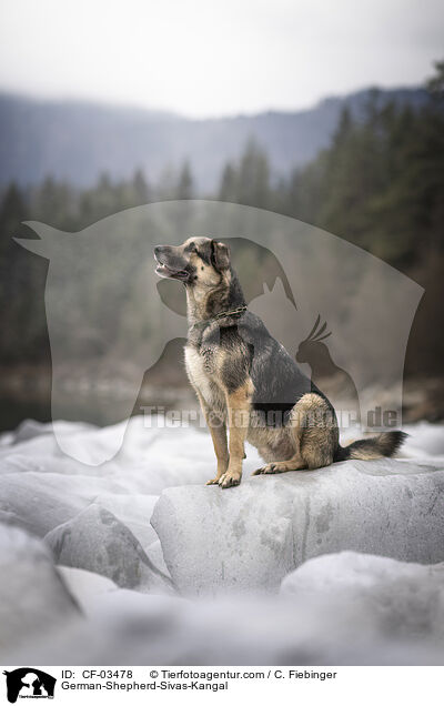 Deutscher-Schferhund-Sivas-Kangal / German-Shepherd-Sivas-Kangal / CF-03478