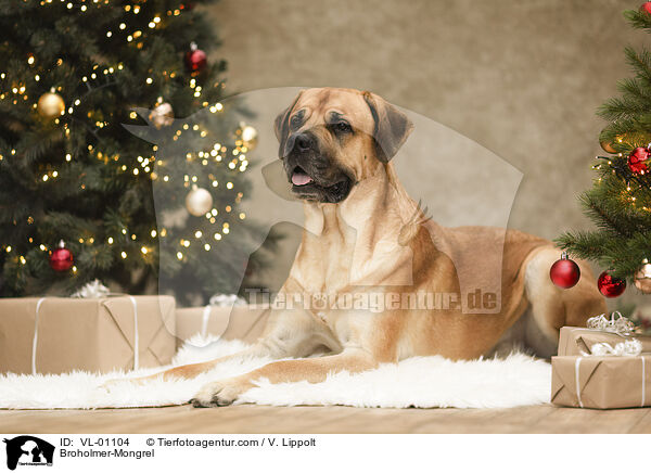 Broholmer-Mischling / Broholmer-Mongrel / VL-01104