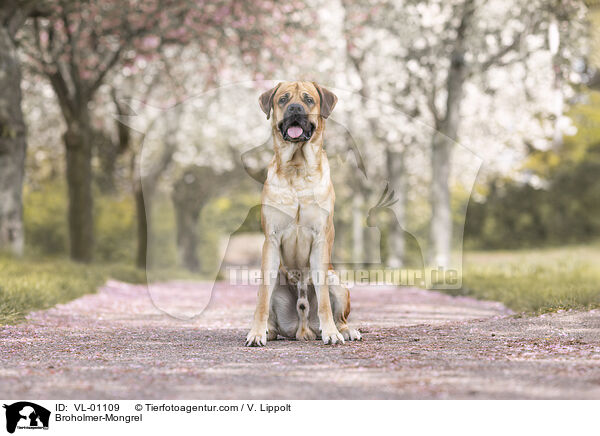 Broholmer-Mischling / Broholmer-Mongrel / VL-01109