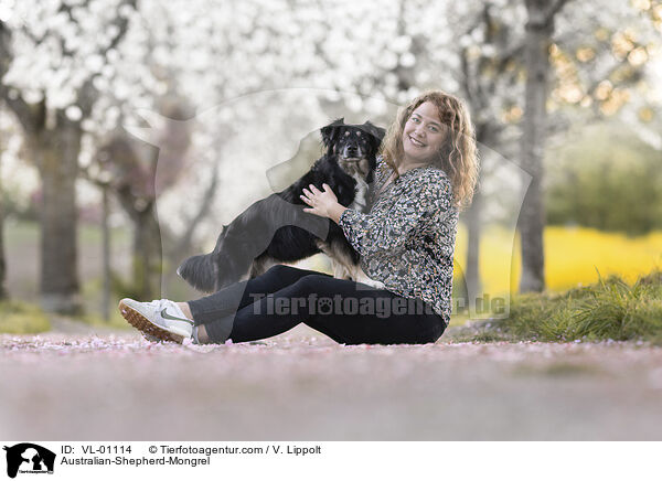 Australian-Shepherd-Mischling / Australian-Shepherd-Mongrel / VL-01114