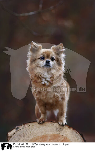 Chihuahua-Mischling / Chihuahua-Mongrel / VL-01128