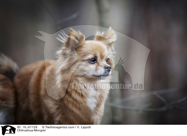 Chihuahua-Mischling / Chihuahua-Mongrel / VL-01129