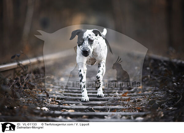 Dalmatiner-Mischling / Dalmatian-Mongrel / VL-01133