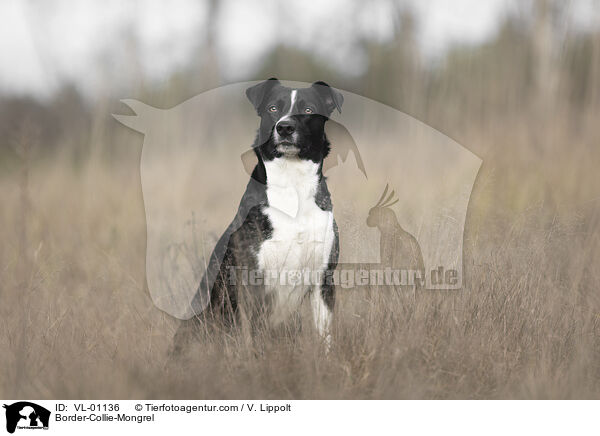 Border-Collie-Mischling / Border-Collie-Mongrel / VL-01136
