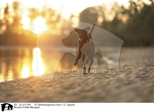 Border-Collie-Mischling / Border-Collie-Mongrel / VL-01149