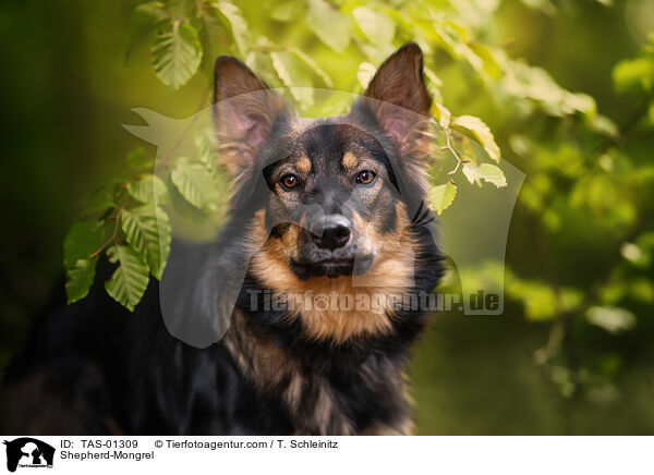 Schferhund-Mischling / Shepherd-Mongrel / TAS-01309