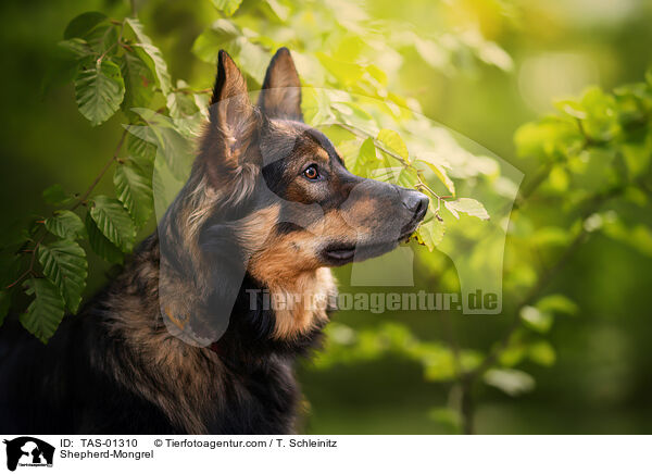Schferhund-Mischling / Shepherd-Mongrel / TAS-01310