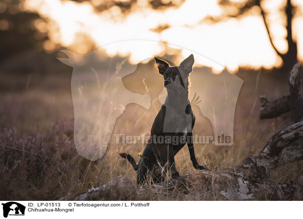 Chihuahua-Mischling / Chihuahua-Mongrel / LP-01513