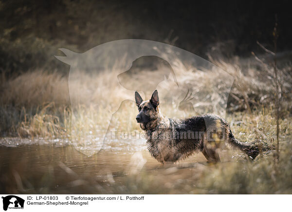 Deutscher-Schferhund-Mischling / German-Shepherd-Mongrel / LP-01803