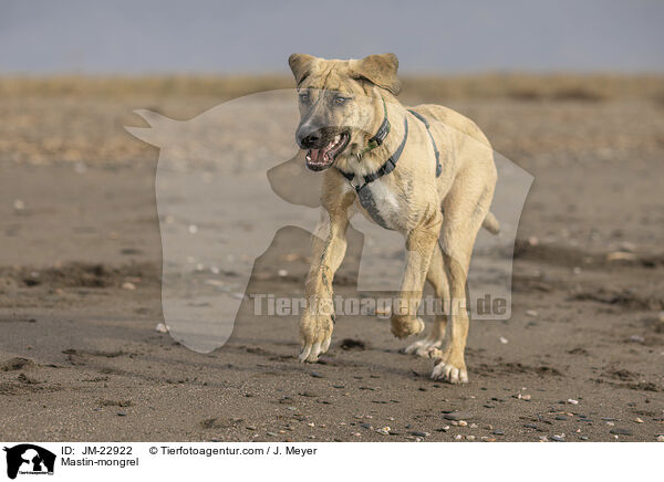 Mastin-Mischling / Mastin-mongrel / JM-22922