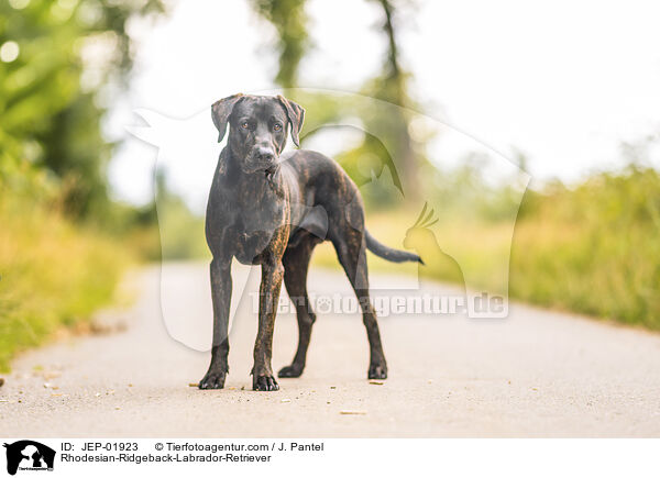 Rhodesian-Ridgeback-Labrador-Retriever / Rhodesian-Ridgeback-Labrador-Retriever / JEP-01923