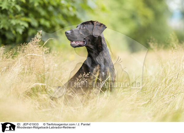 Rhodesian-Ridgeback-Labrador-Retriever / Rhodesian-Ridgeback-Labrador-Retriever / JEP-01933