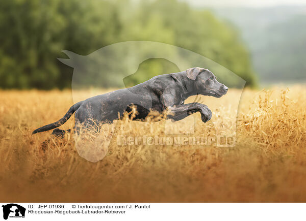 Rhodesian-Ridgeback-Labrador-Retriever / Rhodesian-Ridgeback-Labrador-Retriever / JEP-01936