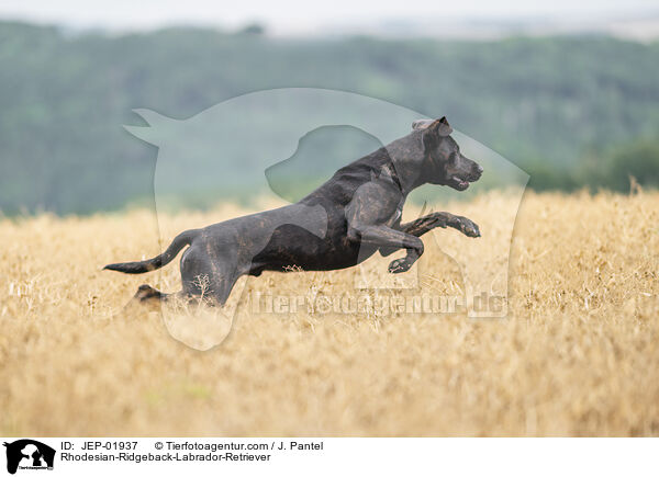 Rhodesian-Ridgeback-Labrador-Retriever / Rhodesian-Ridgeback-Labrador-Retriever / JEP-01937
