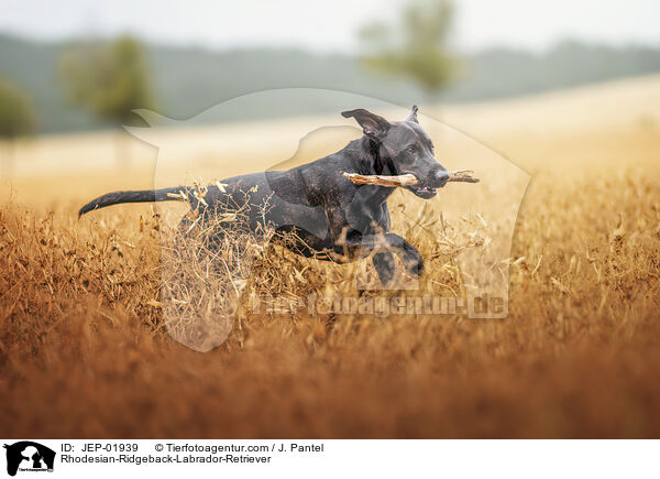 Rhodesian-Ridgeback-Labrador-Retriever / Rhodesian-Ridgeback-Labrador-Retriever / JEP-01939