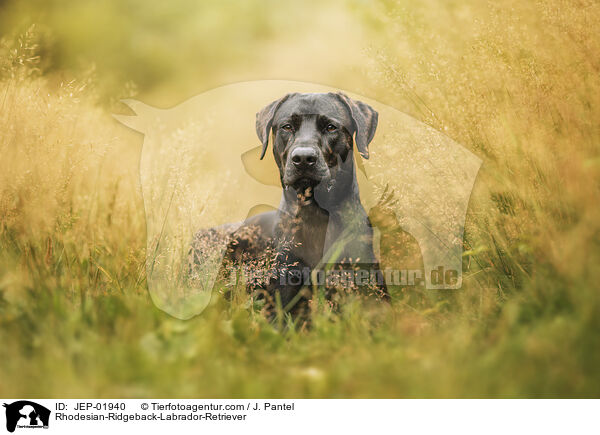 Rhodesian-Ridgeback-Labrador-Retriever / Rhodesian-Ridgeback-Labrador-Retriever / JEP-01940