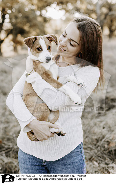 Tiroler-Bergspitz-Appenzeller-Sennenhund / Tyrolean-Mountain-Spitz-Appenzell-Mountain-dog / NP-03702
