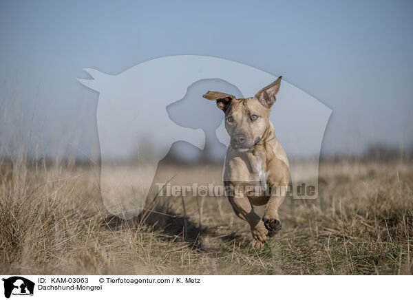 Dackel-Mischling / Dachshund-Mongrel / KAM-03063